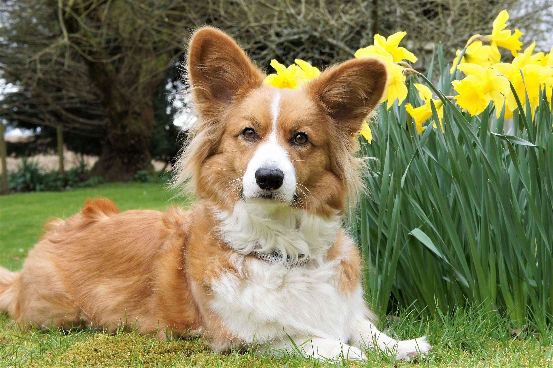 Histoire de la race Corgi