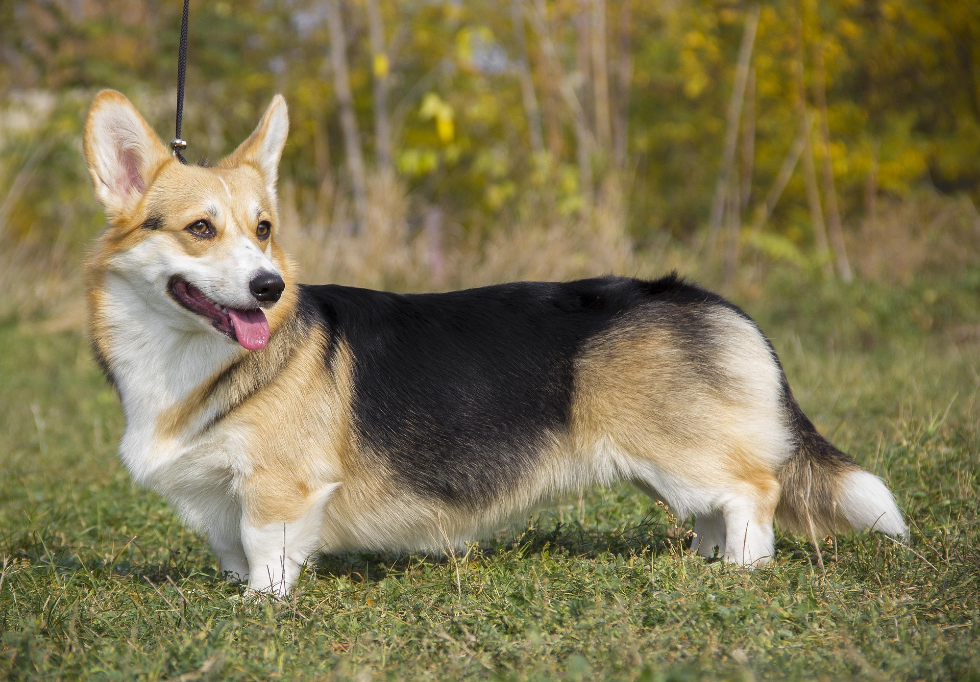 Particularités physiques du Corgi