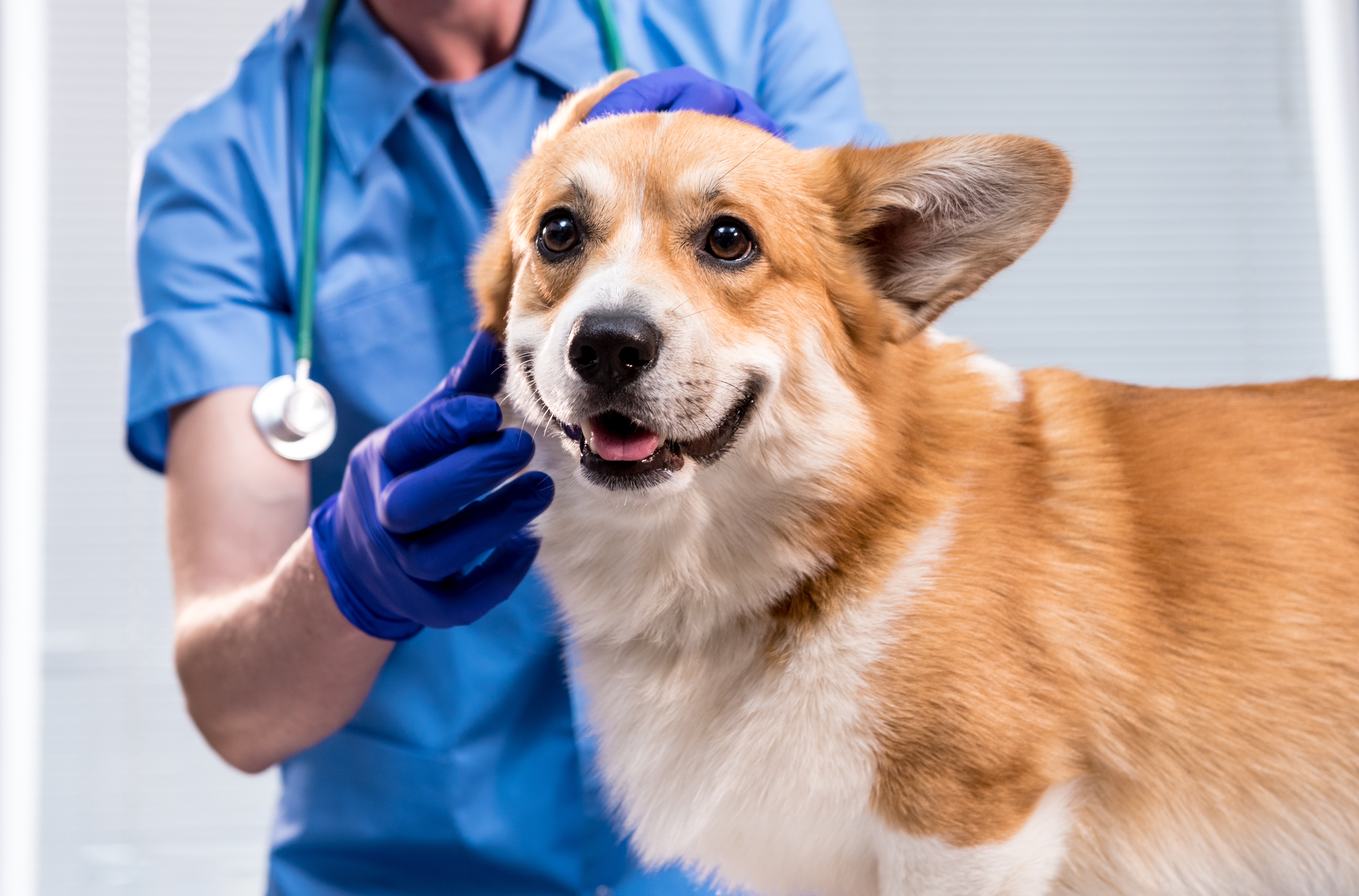 Santé du Corgi
