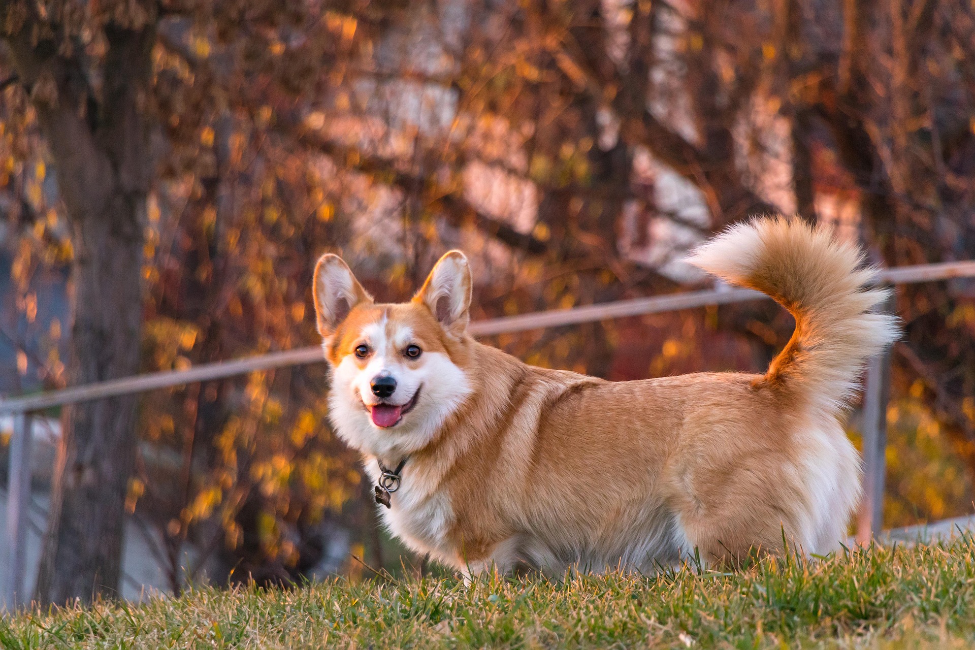 Corgi - potrait